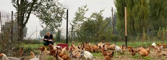 Vicolocorto - Attività nel pollaio a Campo Base